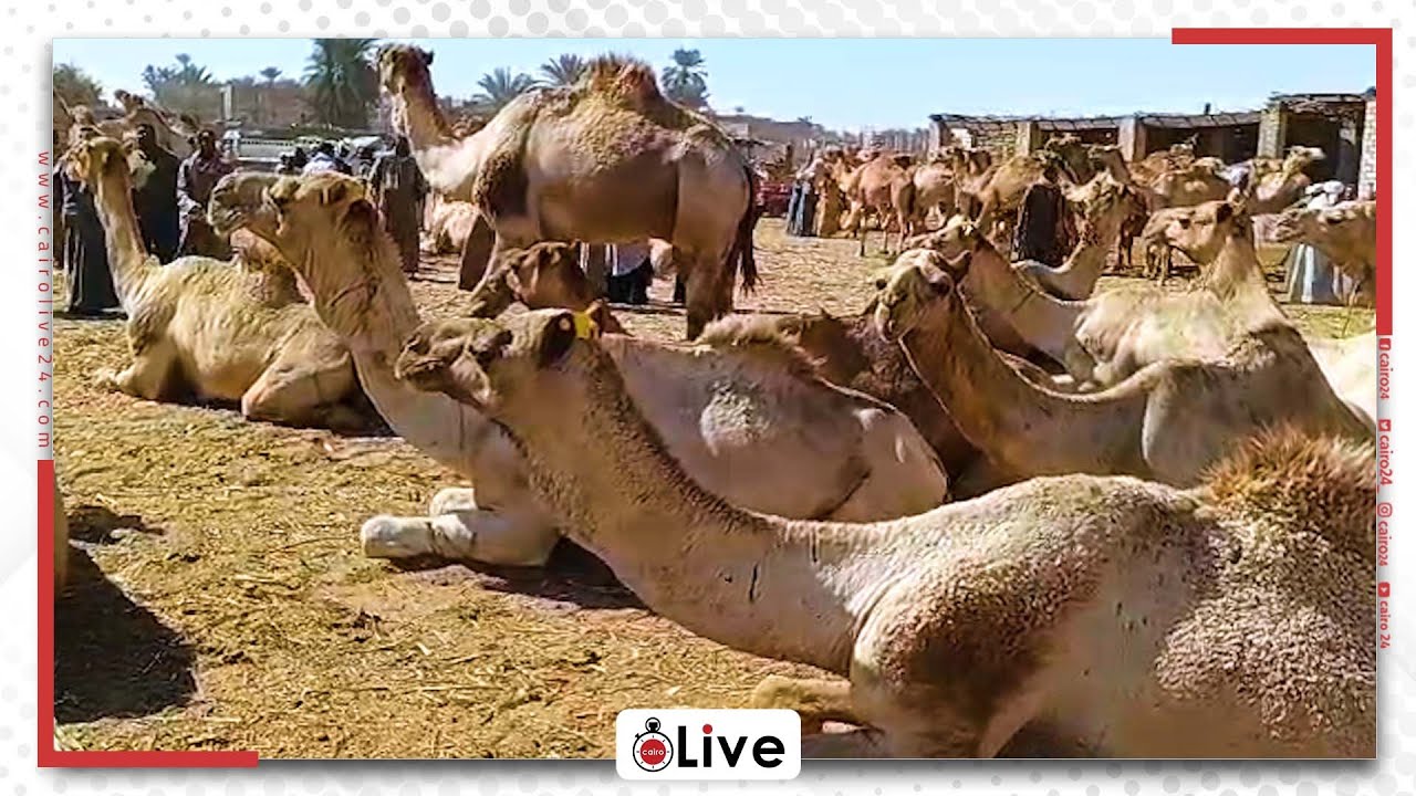 سوق عالمى على أرض أسوان.. تجار الجمال: بنستقبل 3 آلاف جمل أسبوعيا وكلمتنا واحدة زي العقد