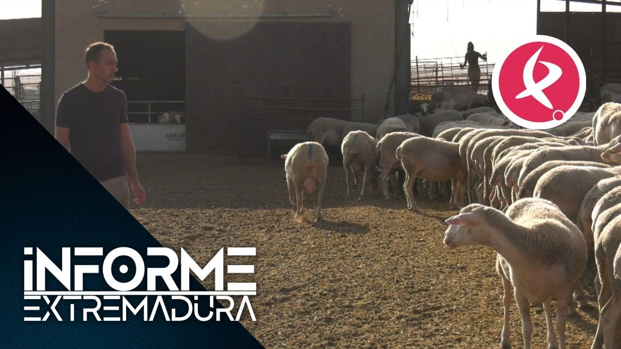 La D.O. Torta del Casar, trazabilidad exhaustivamente controlada | Informe extremadura