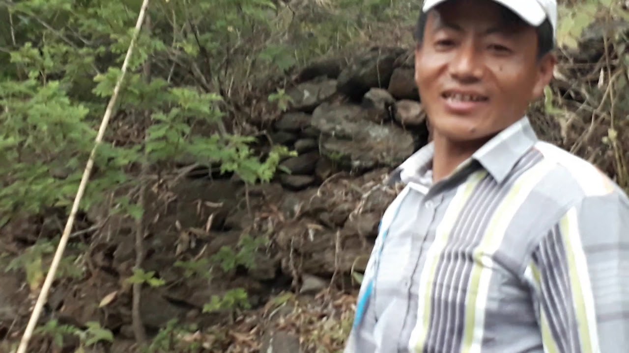 bigger  mango plant of nepal