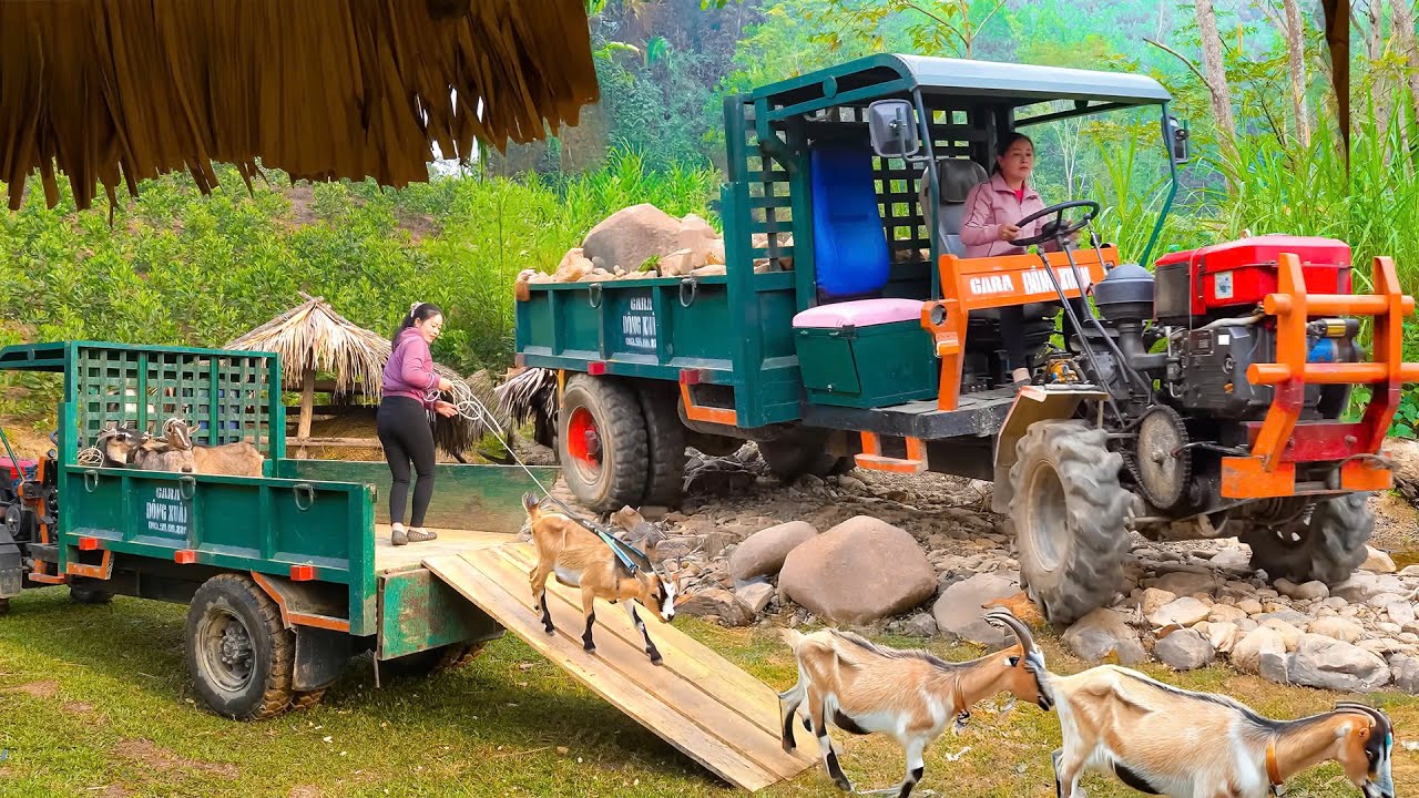 Using Trucks to Transport Rocks for Thanh Hien Farm - Transporting Goats for Xuan - Farm Life