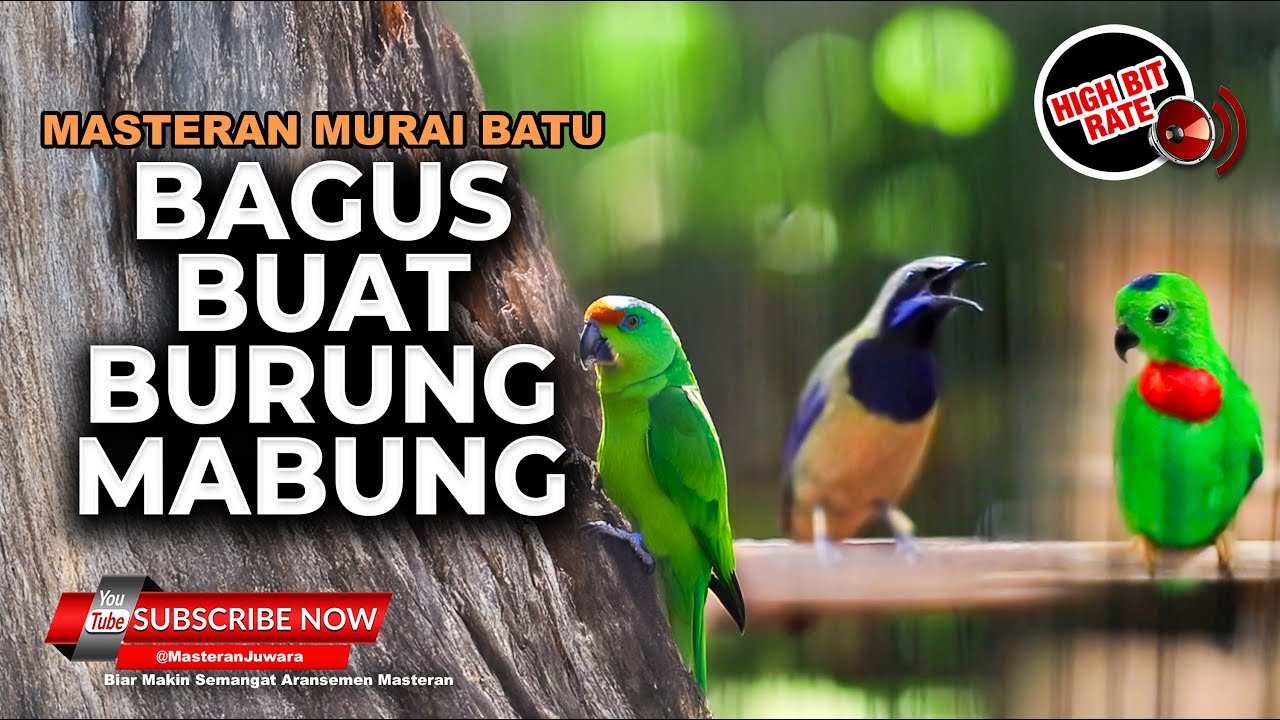 Masteran Cucak Cungkok Gacor Ngebren vs Srindit Isian Cililin Masteran Murai Batu