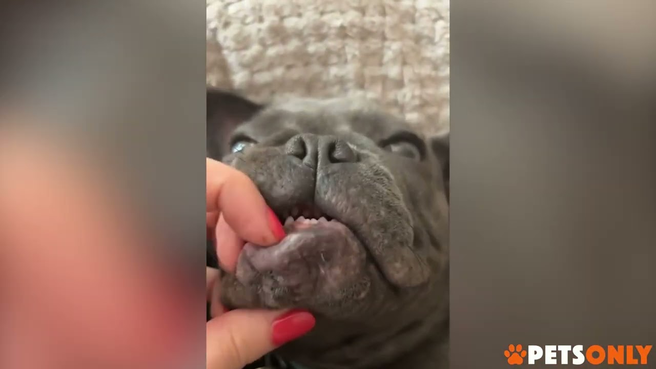 Puppies Are The Cutest Animals Alive 🐶 | Cute Puppy Compilation