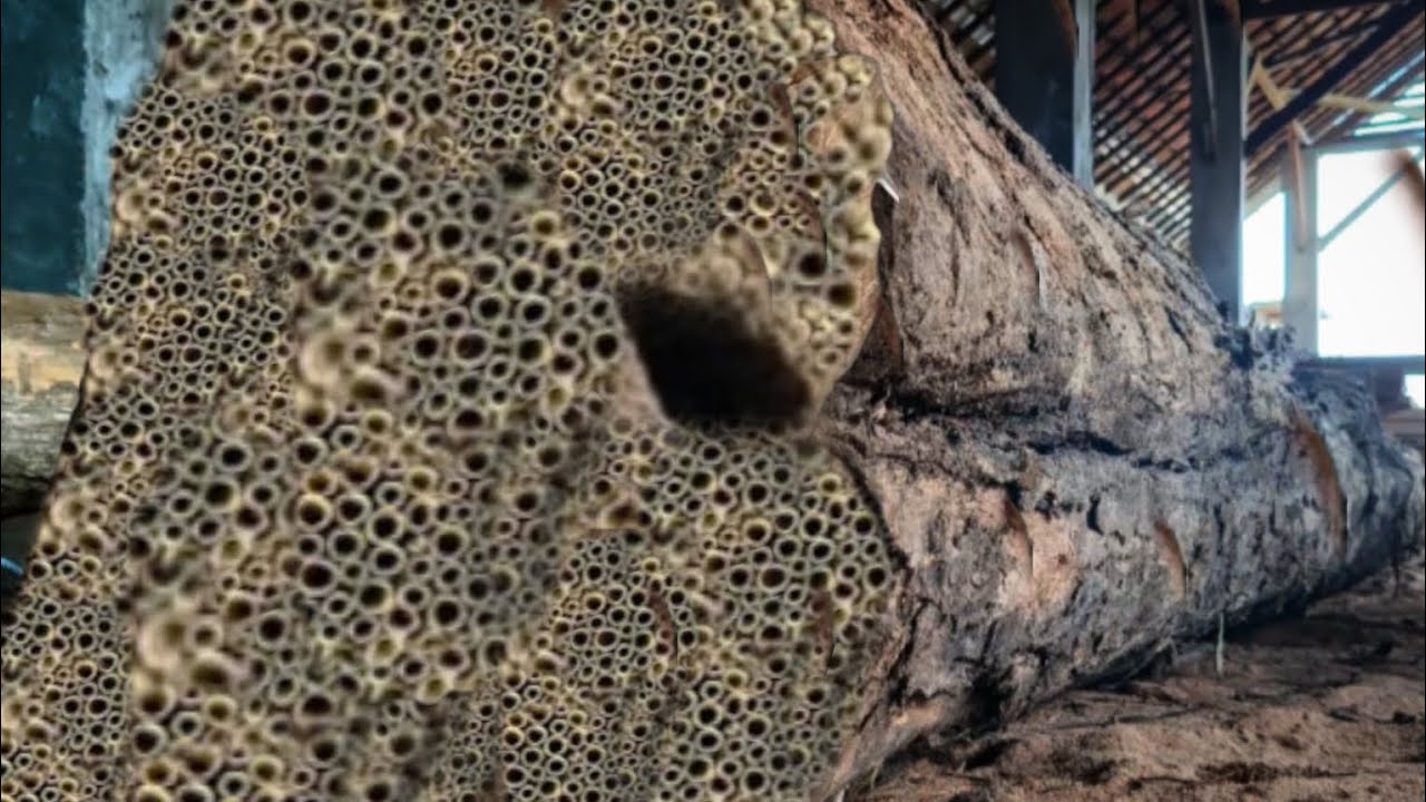 very horrific event at a sawmill when sawing teak long wood