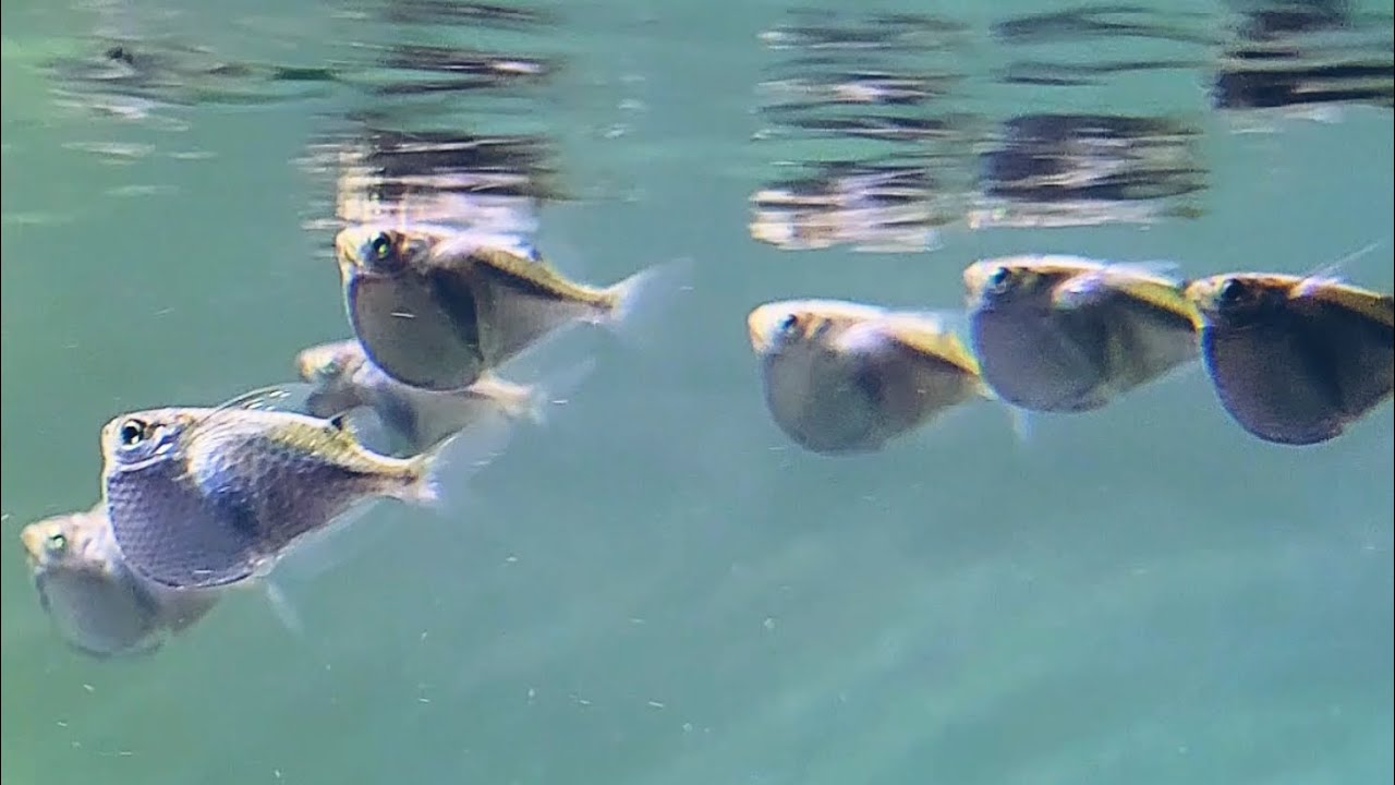 Silver Hatchet Fish (Gasteropelecus Levis) - my first impression