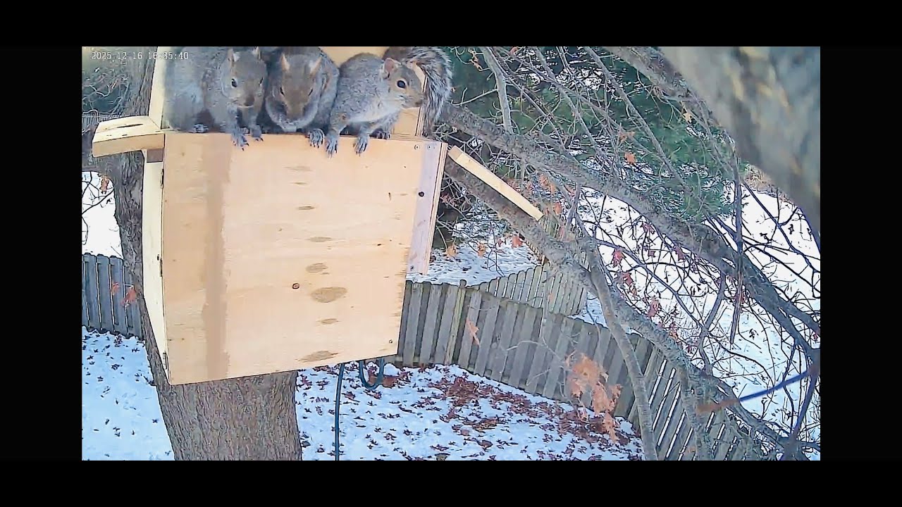 Squirrels Move Into Nest Box for Winter