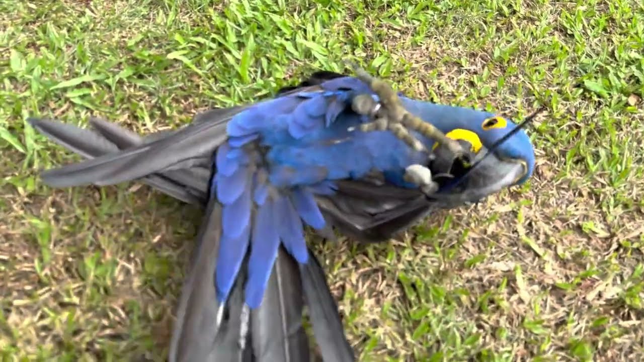 VEJA OQUE ARARA-AZUL FEZ