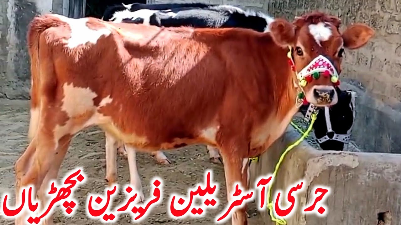 Jersey Australian Friesian Cross And Red Friesian Bachrian || Global Village Farming