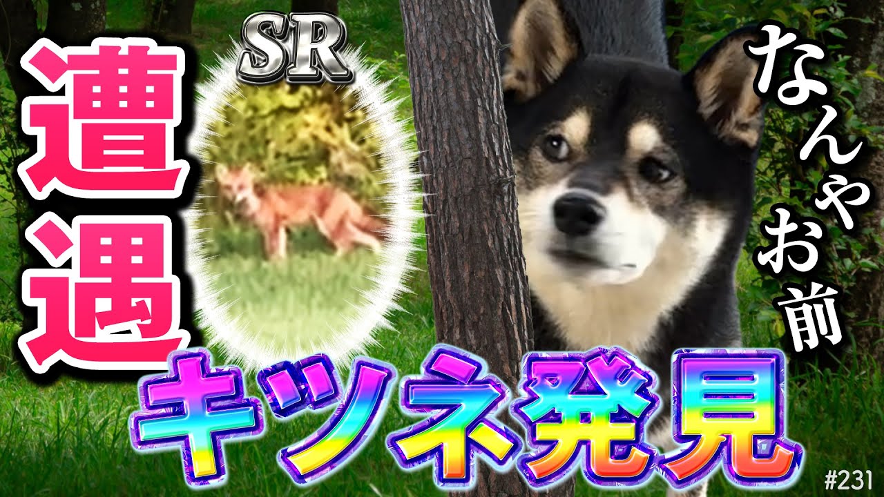 キャンプ中、キツネと遭遇した柴犬