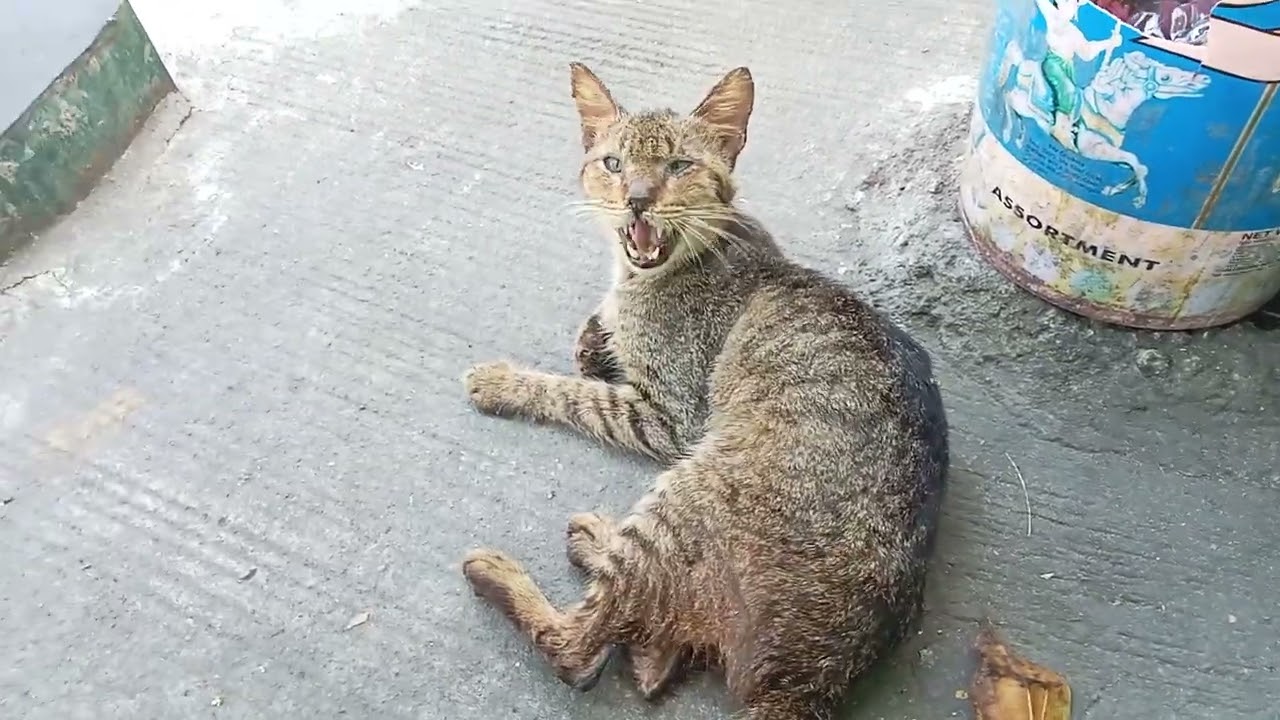 Payat sobra kawawa 😔😔😔