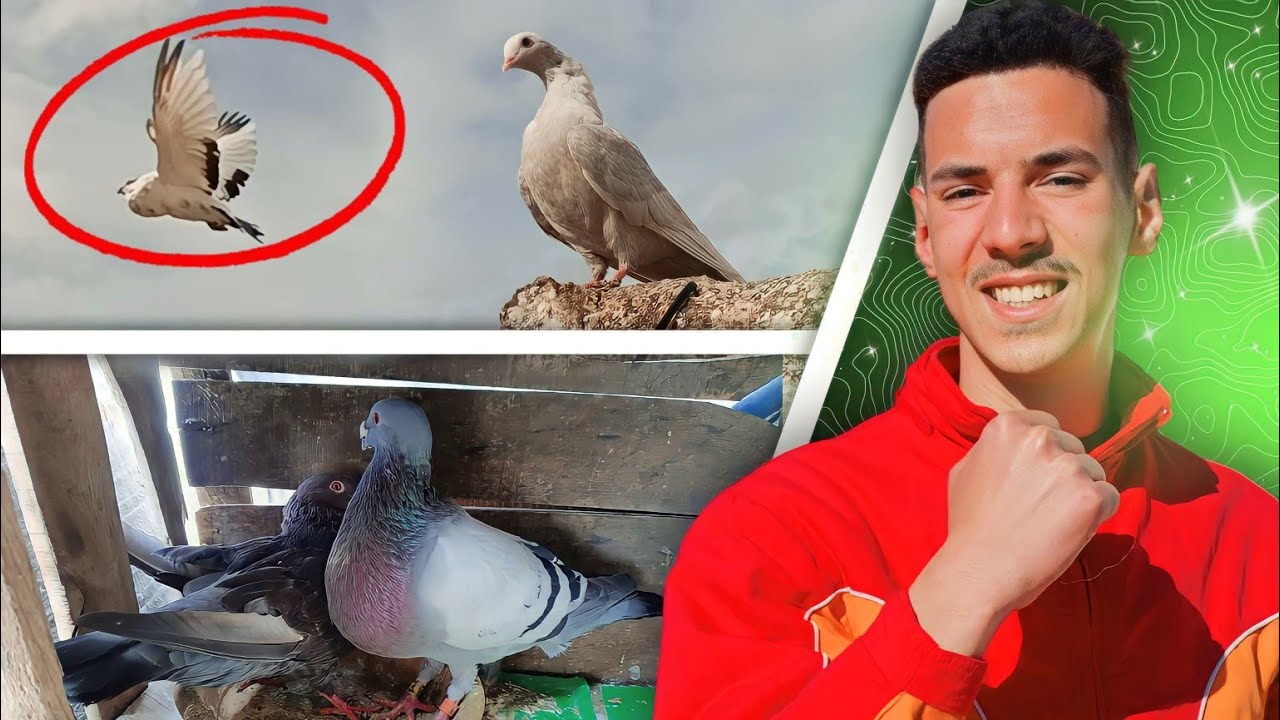 واخيرا لي لأول مرة طيرت حمامي جديد في سنة 2024🤩🕊️ | وها شنو وقع الحمام مريضة...❤️‍🩹✨