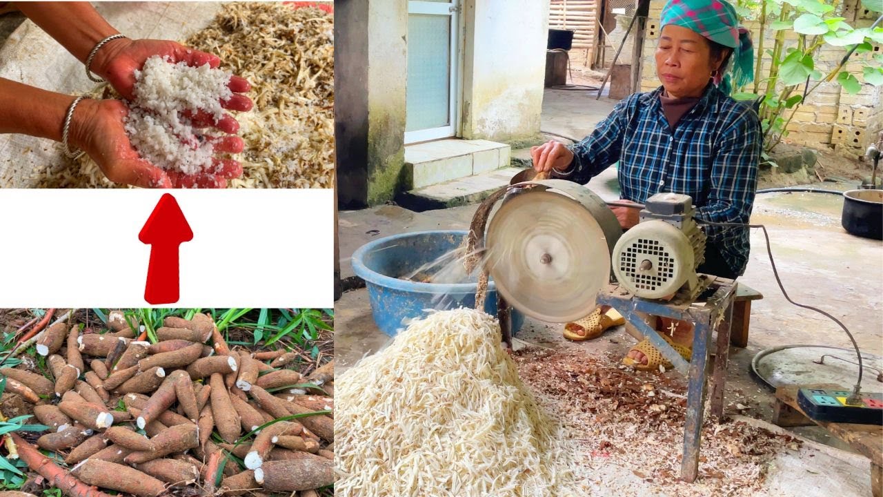 Feed Your Pigs Fresh Cassava Roots Like a Pro in Just 30 Days
