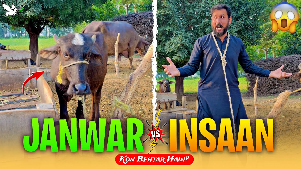 Kia Janwar Insan sy behtar Hain?