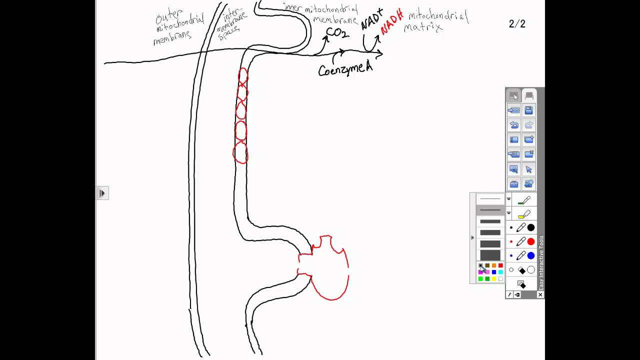 Krebs cycle