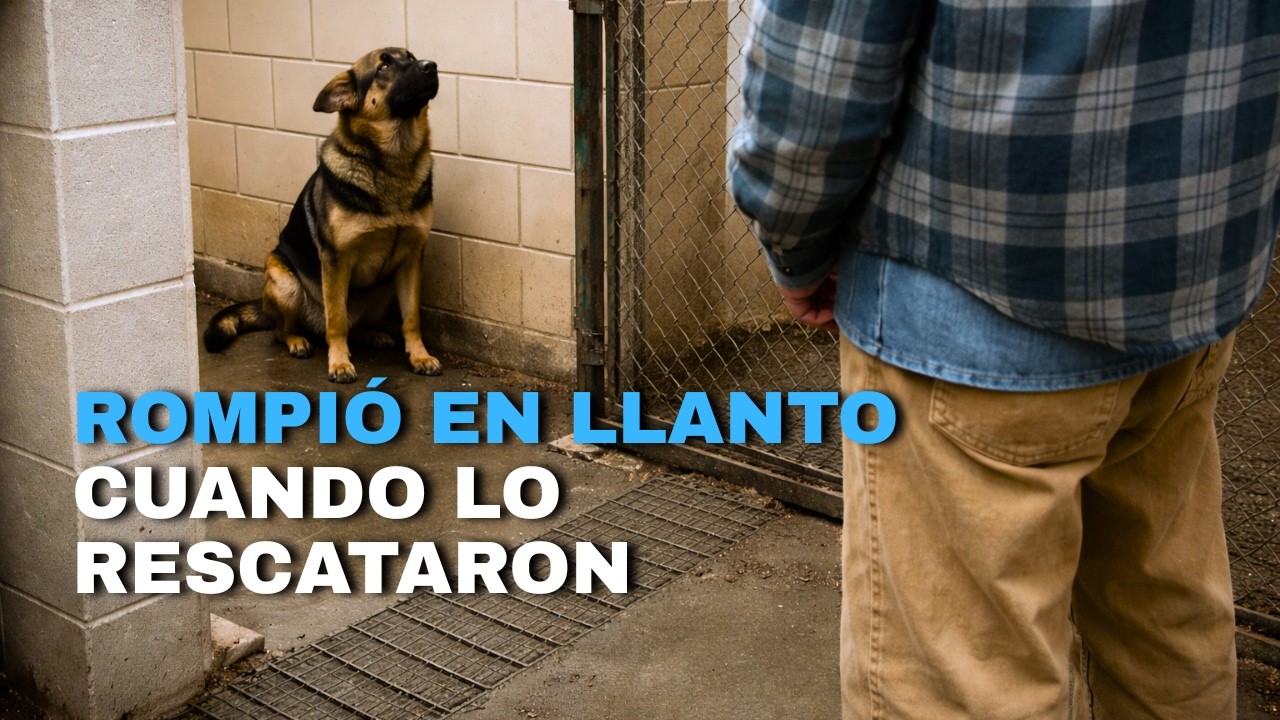 En la Perrera Comenzó a Llorar cuando Reconoció al Hombre que Estaba Enfrente suyo