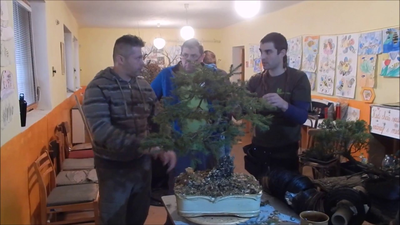 Bonsaj škola Nováky