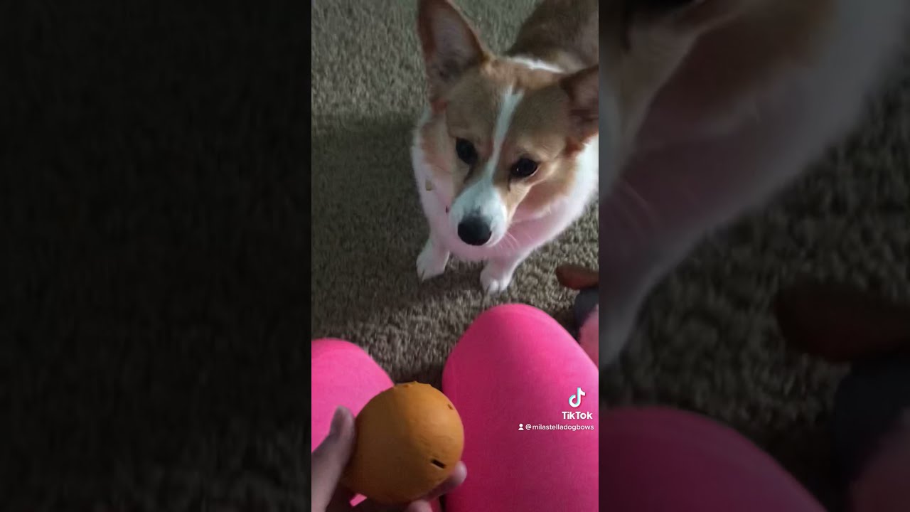 Sassy Corgi