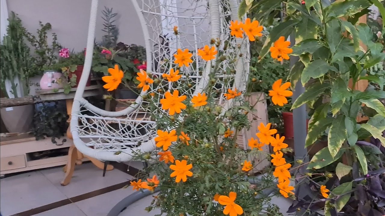Balkon Bahçe İşleri, Çiçek Açan Leylak, Biten, Bitmeyen Tohumlarım, Rüzgarda Uçuşan Kedilerim😀