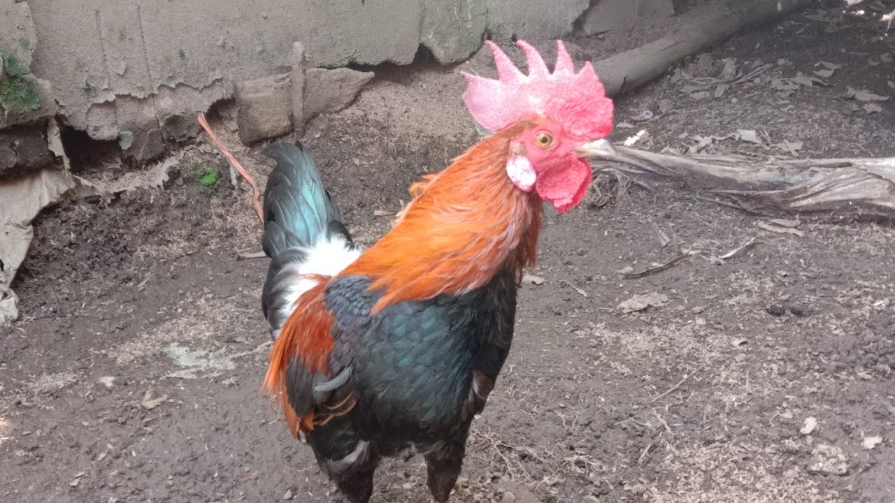 Tips membuat pikat ayam hutan jinak#ayam #ayamhutan #pertenakan 