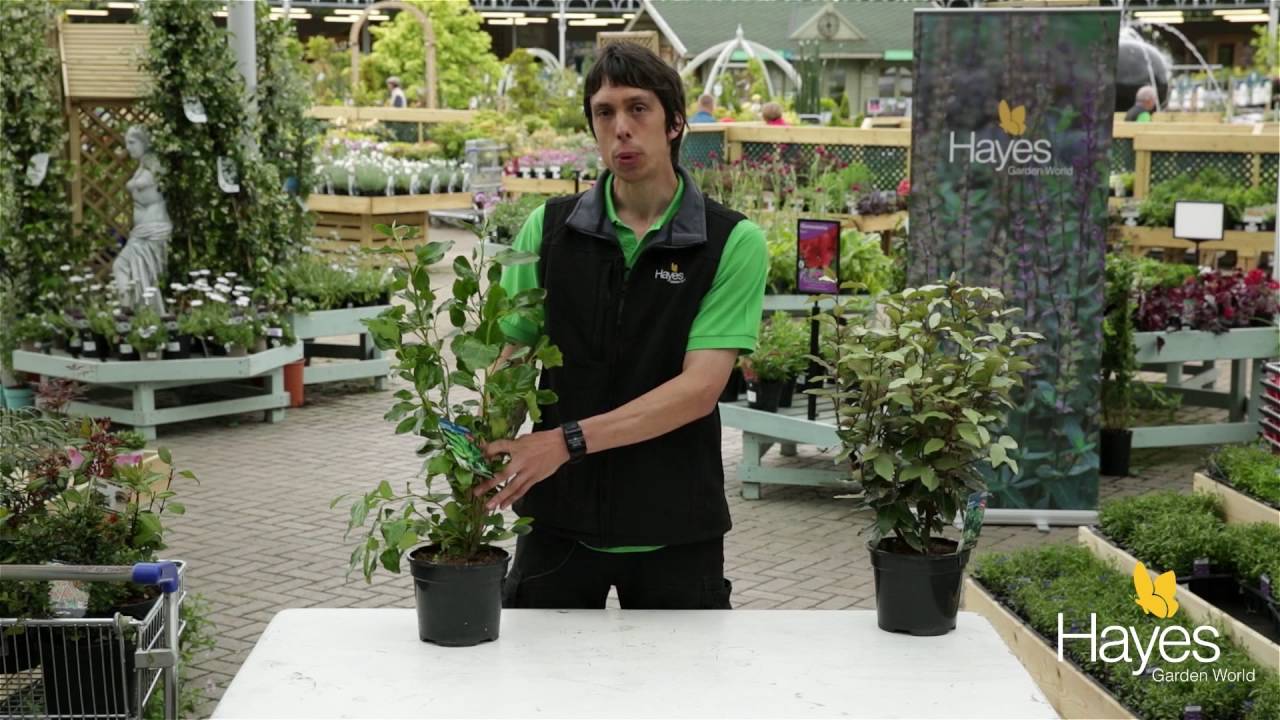 What shrubs can I plant in windy areas of my garden