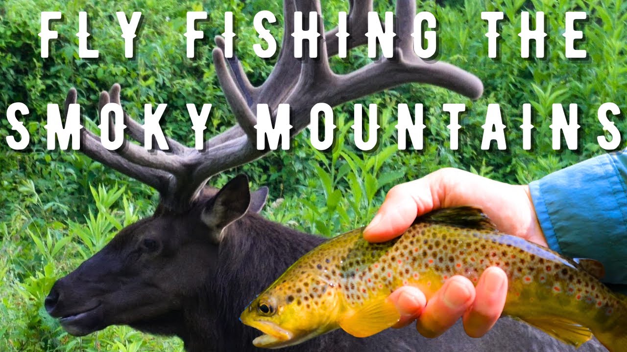 Fly Fishing The Smoky Mountains | A Fly Fishing Roadtrip| Western North Carolina