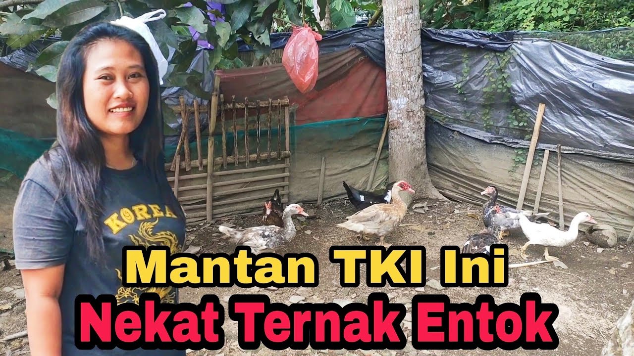 Mantan TKI Ini Nekat Ternak Entok || 40 Ekor Ludes Terserang Virus MB