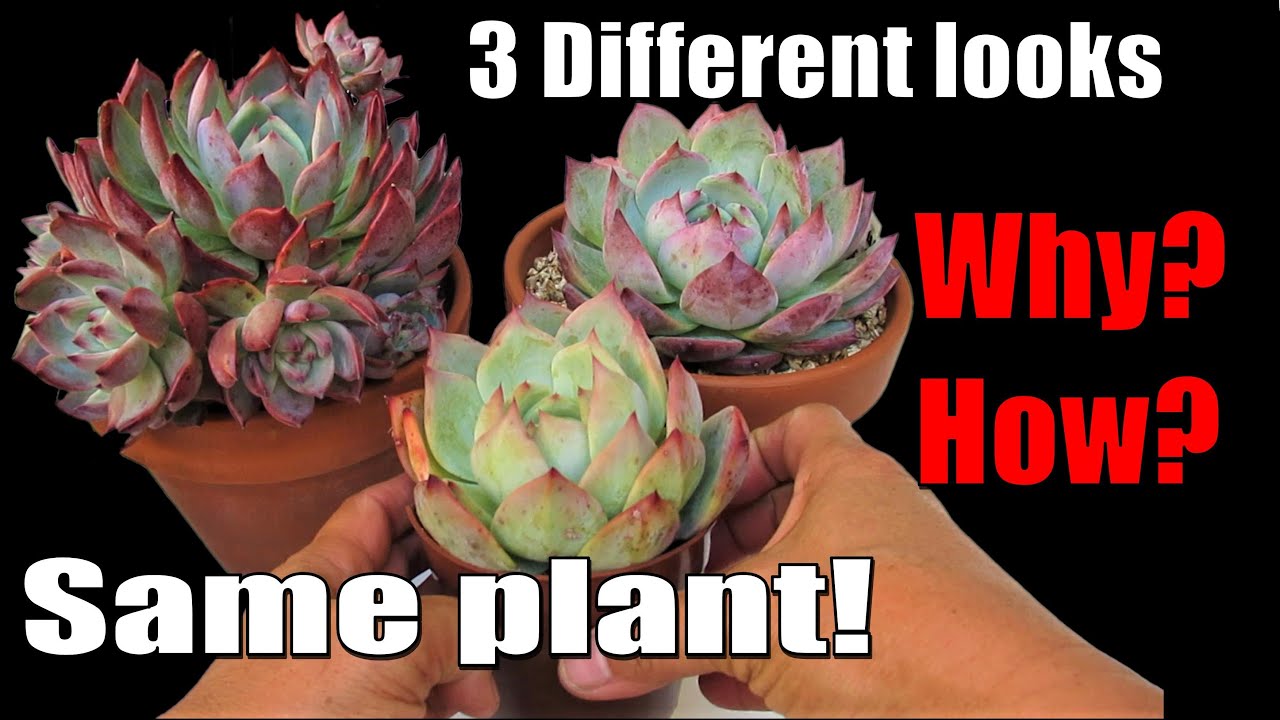 Growing COLORFUL Echeveria Colorata | GSwLK