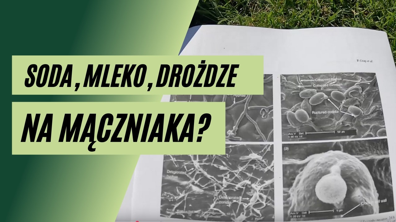Drożdże, mleko i soda oczyszczona na mączniaka – czy to naprawdę działa? Sprawdzam badania!