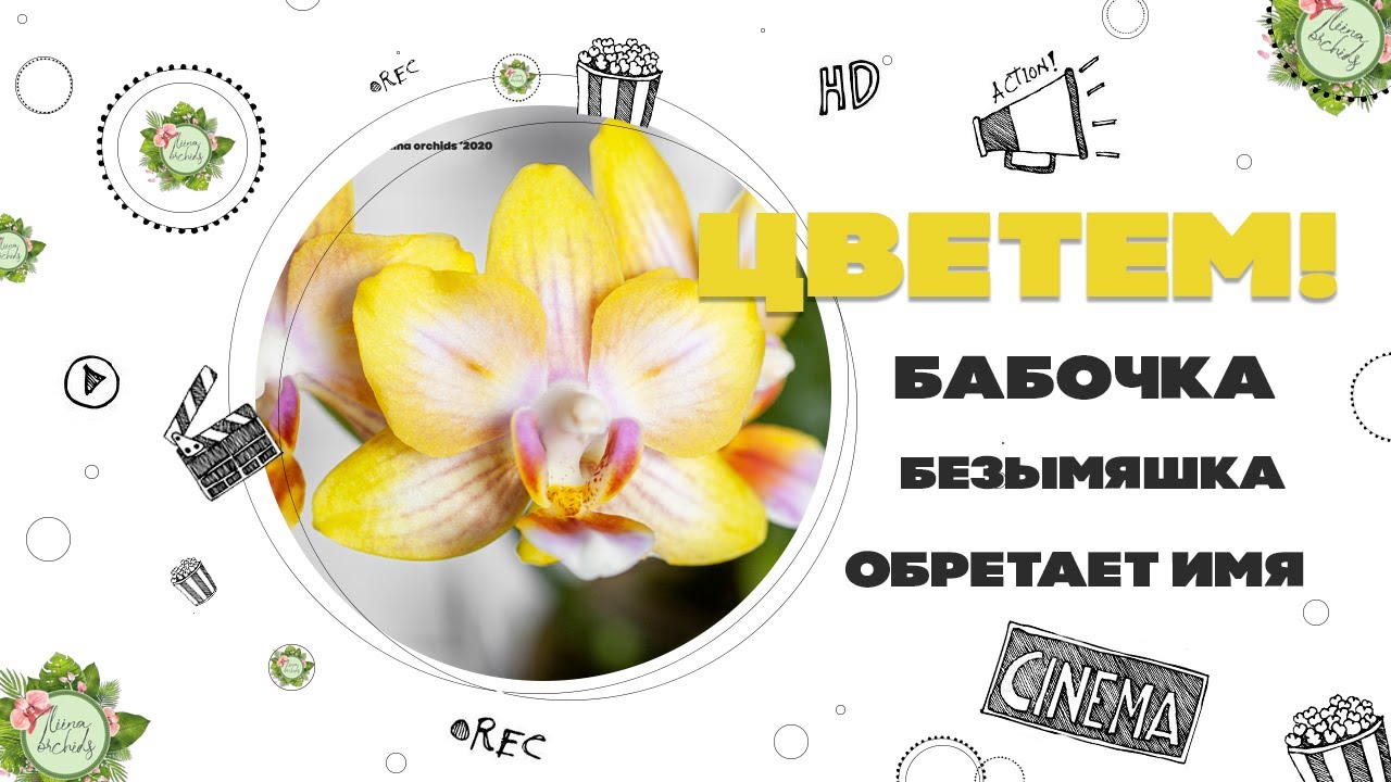 ЦВЕТЕМ!...И РАССЛЕДУЕМ - БАБОЧКА БЕЗЫМЯШКА ОБРЕТАЕТ ИМЯ И РОДОСЛОВНУЮ (YAPHON ORCHIDS) :)