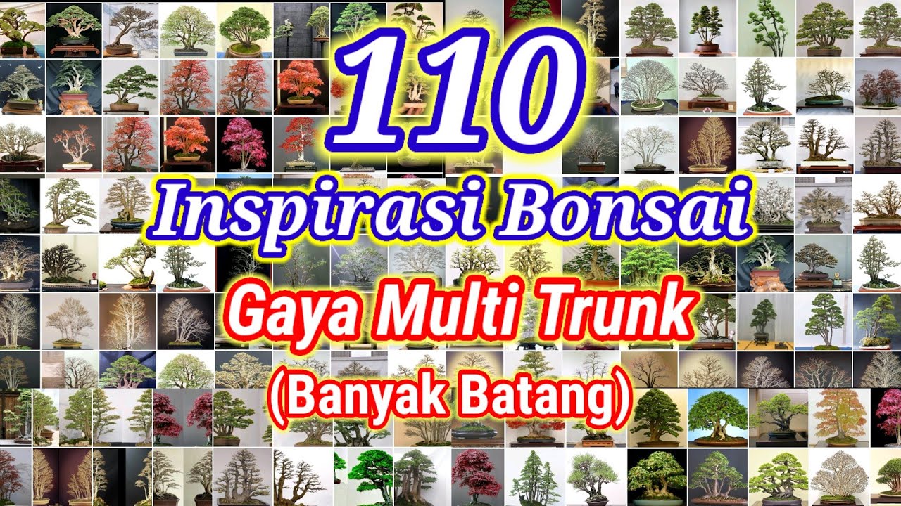 Inspirasi Bonsai gaya Multi Trunk/Banyak Batang(Kabudachi)