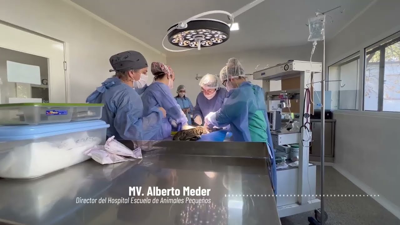 HOSPITAL ESCUELA DE ANIMALES PEQUEÑOS