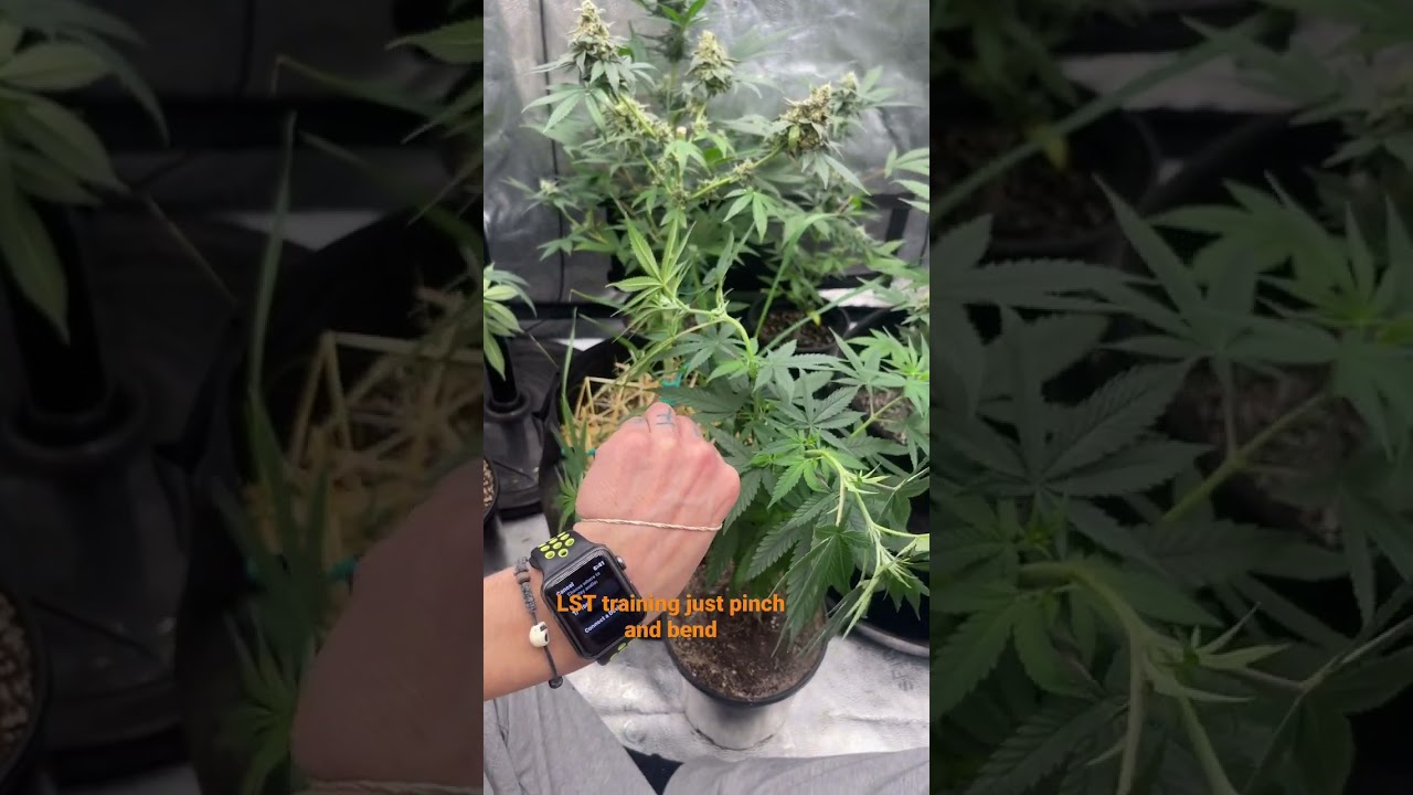 How to LST