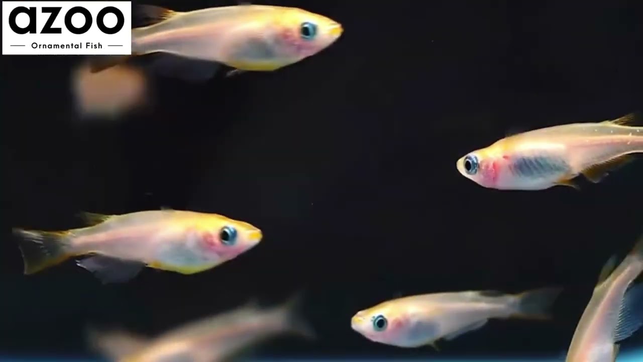 Medaka (wild type) (pure line breeding) / Oryzias latipes / 日本青鱂魚