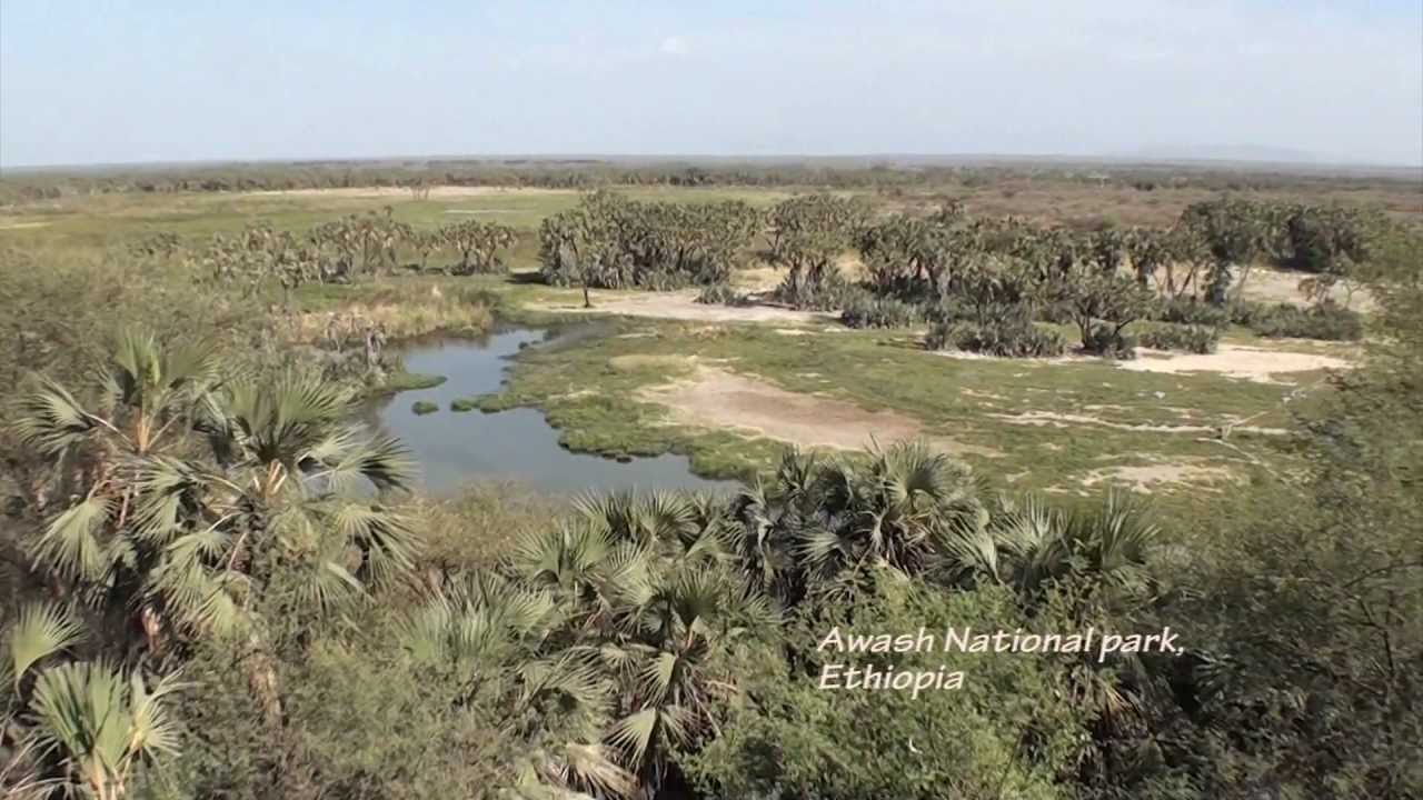Awash National Park, Ethiopia