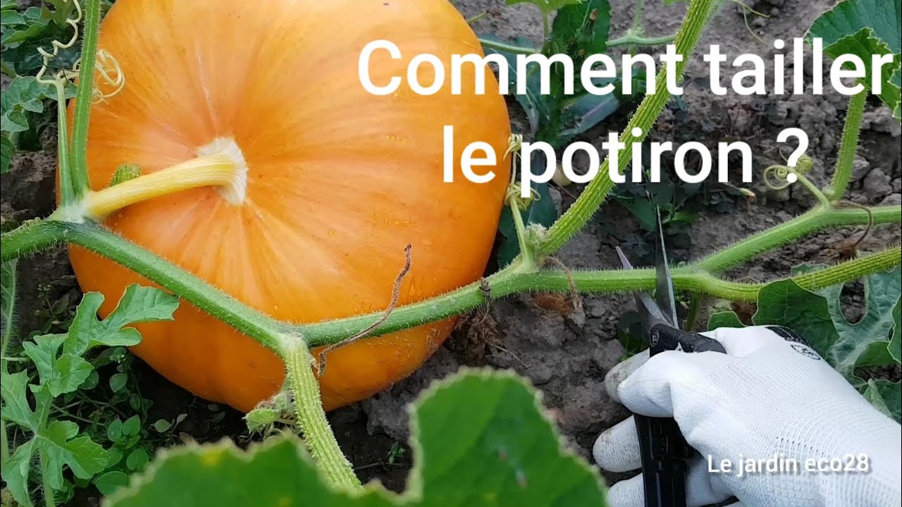 Comment tailler le potiron pour une production rapide ?
