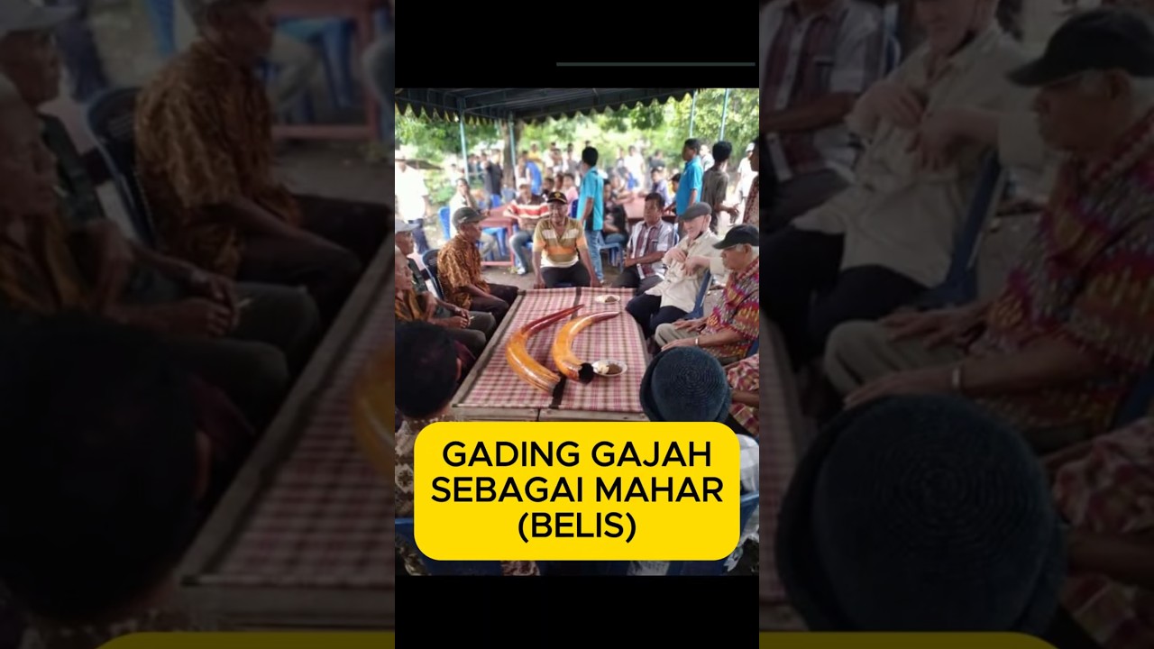 PART 1 - Gading gajah sebagai mahar pernikahan #animals #elephant