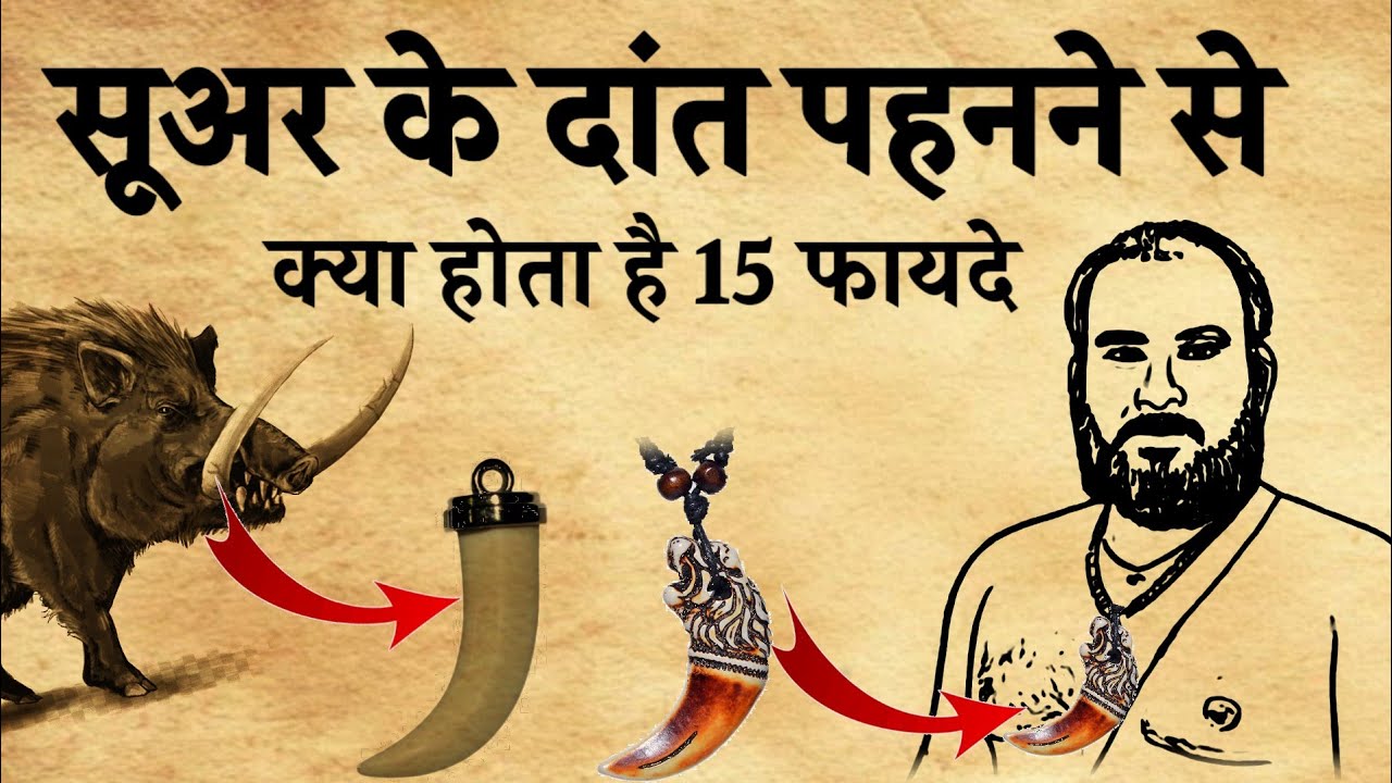सूअर के दांत पहनने से क्या होता है।सूअर के दांत पहनने के15 फायदे।