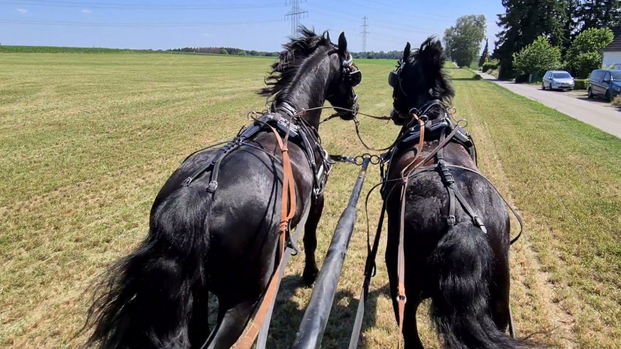 Kutsche mit Friesen im Galopp &uuml;ber eine Wiese. Kind hat riesigen Spa&szlig; 😃