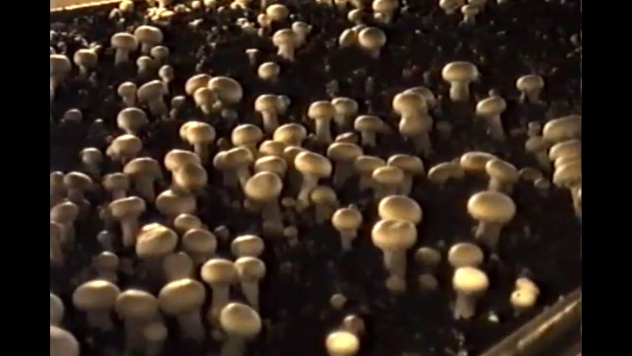 Šampiňonáreň Topoľčianky 1994