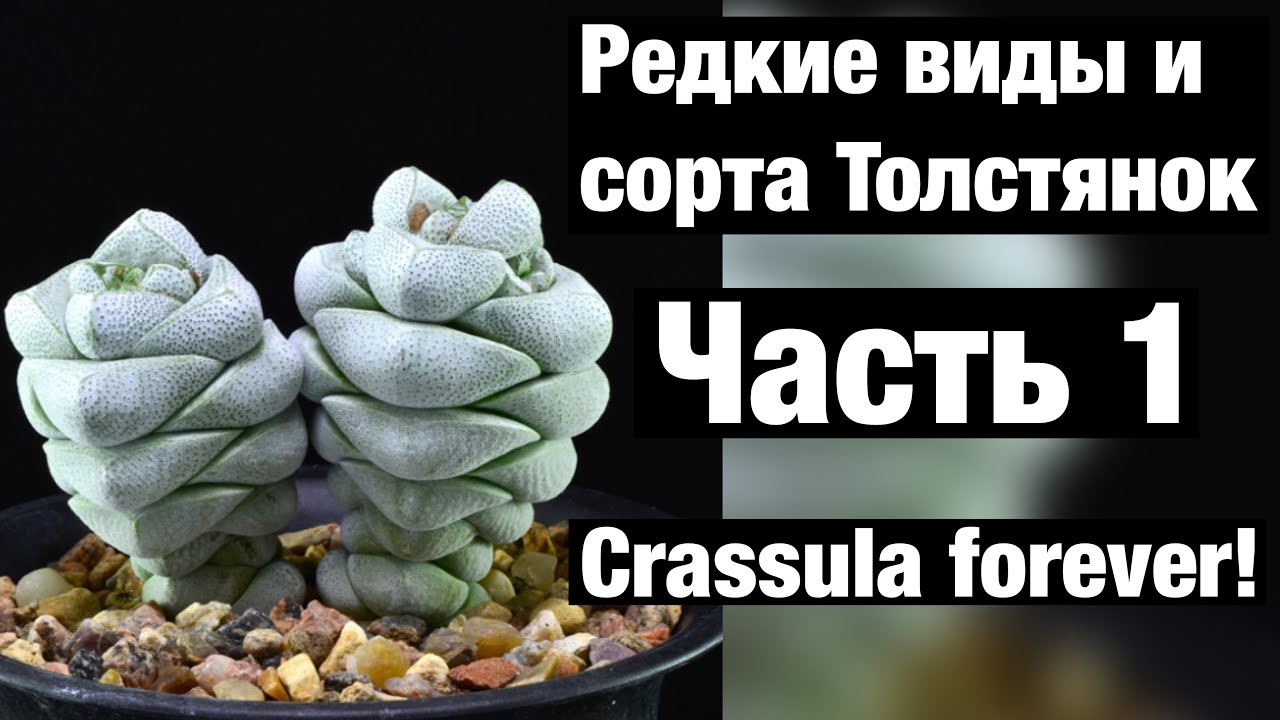 Крассула Crassula редкие виды и сорта. Часть 1. Моя коллекция Толстянок.