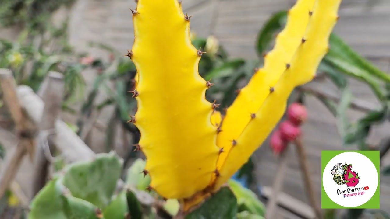 🌟Floración de la pitahaya VARIEGATA DRAGÓN😱🐉👉 4 tipos de pitahaya VARIEGATA 🌟#pitahaya #dragonfruit