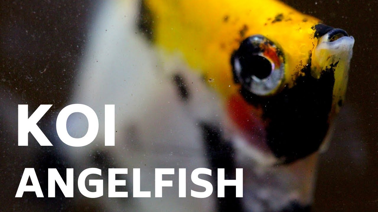 The Most Beautiful Angelfish