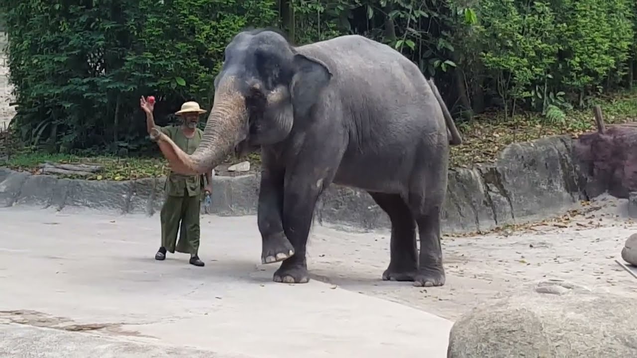 [FULL SHOW] Elephant Show Singapore Zoo