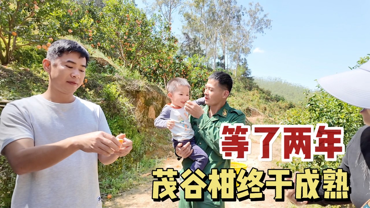 920Q：一家四口去杨杨果园好开心，等了两年茂谷柑终于成熟，今年品质怎么样看看我们试果过程