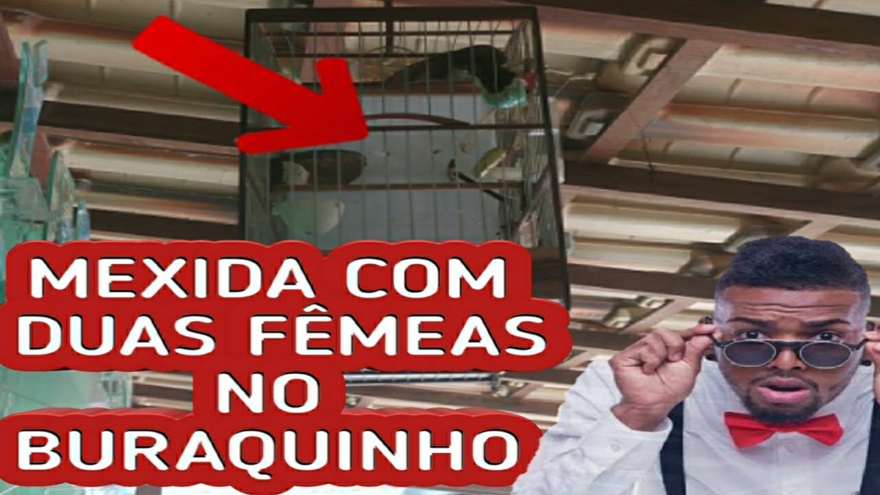 QUANDO E PORQUE USAR DUAS FÊMEAS NO COLEIRO NO FURINHO ( DICA PRA COLEIRO E PAPACAPIM )
