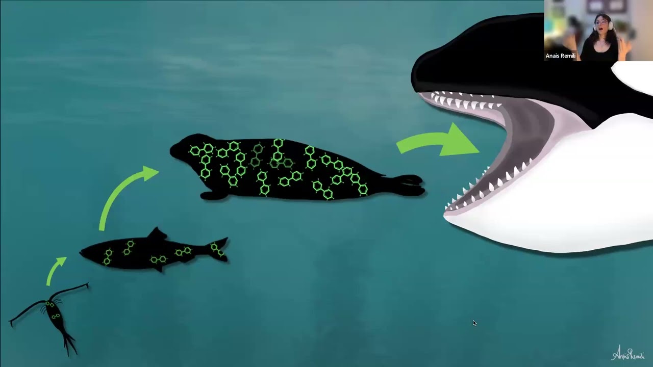 SFU Café Scientifique: What's For Dinner? It's a Toxic Buffet for Whales