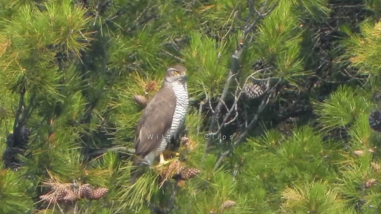 Goshawk on exposed perch | Accipiter gentilis | &Delta;&iota;&pi;&lambda;&omicron;&sigma;ά&iota;&nu;&omicron;