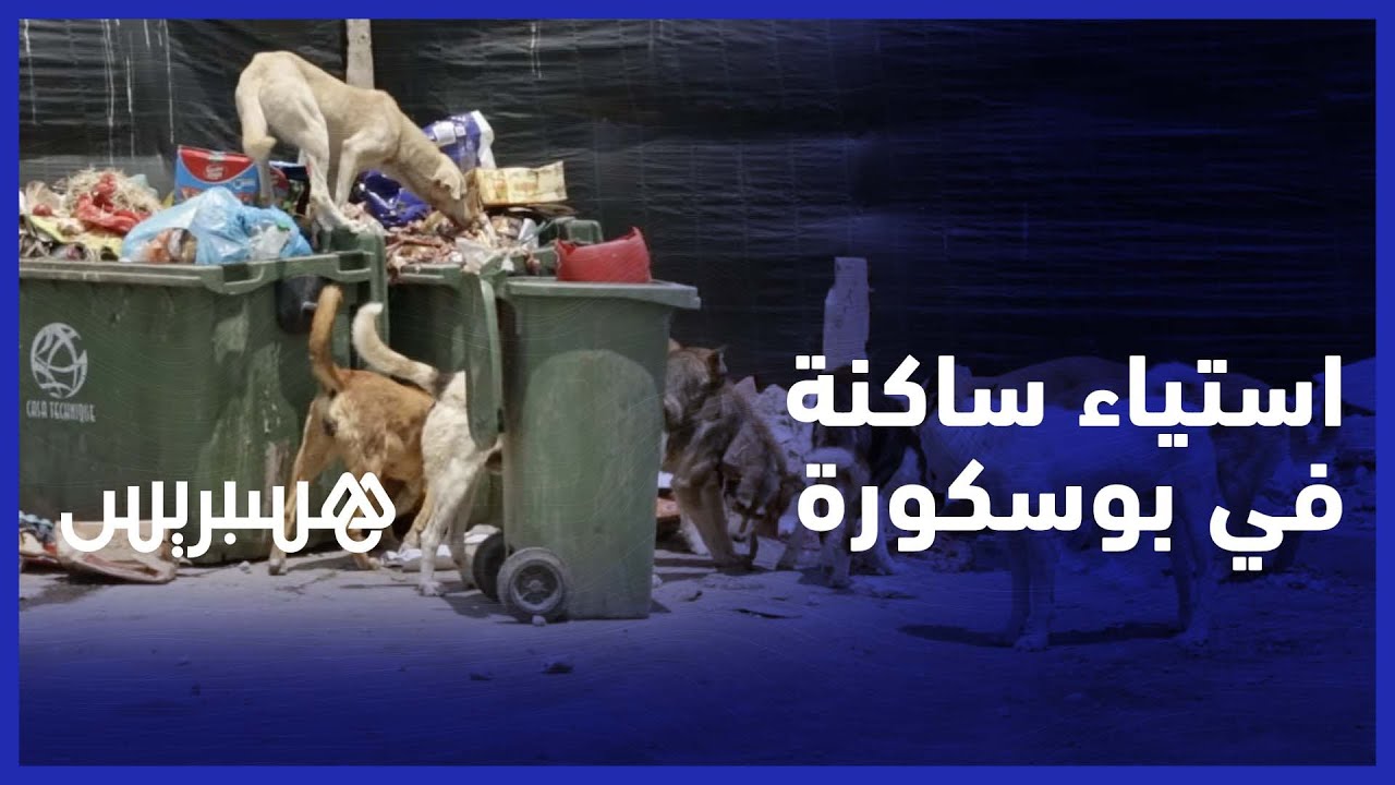 انتشار الكلاب الضالة والأزبال يثير استياء ساكنة إقامة الأندلس في بوسكورة والجماعة ترد