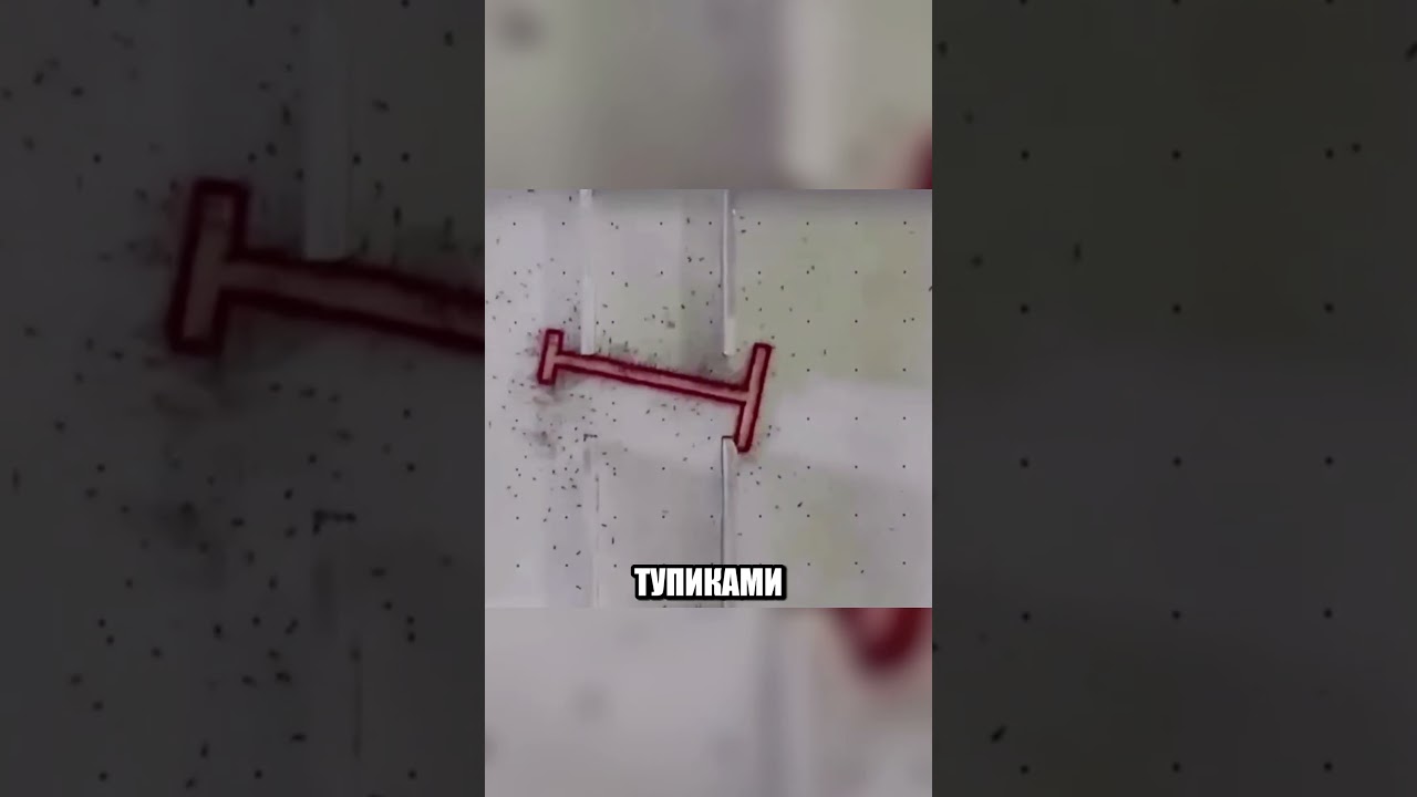 Муравьи оказались УМНЕЕ КОМПЬЮТЕРНЫХ ПРОГРАММ🤯🔥🐜