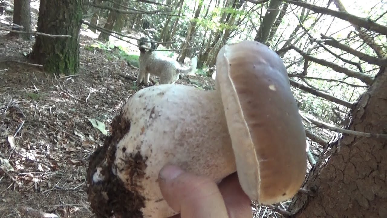 Natura & funghi 2021 : il coyote non e' becco, ecco le prove !