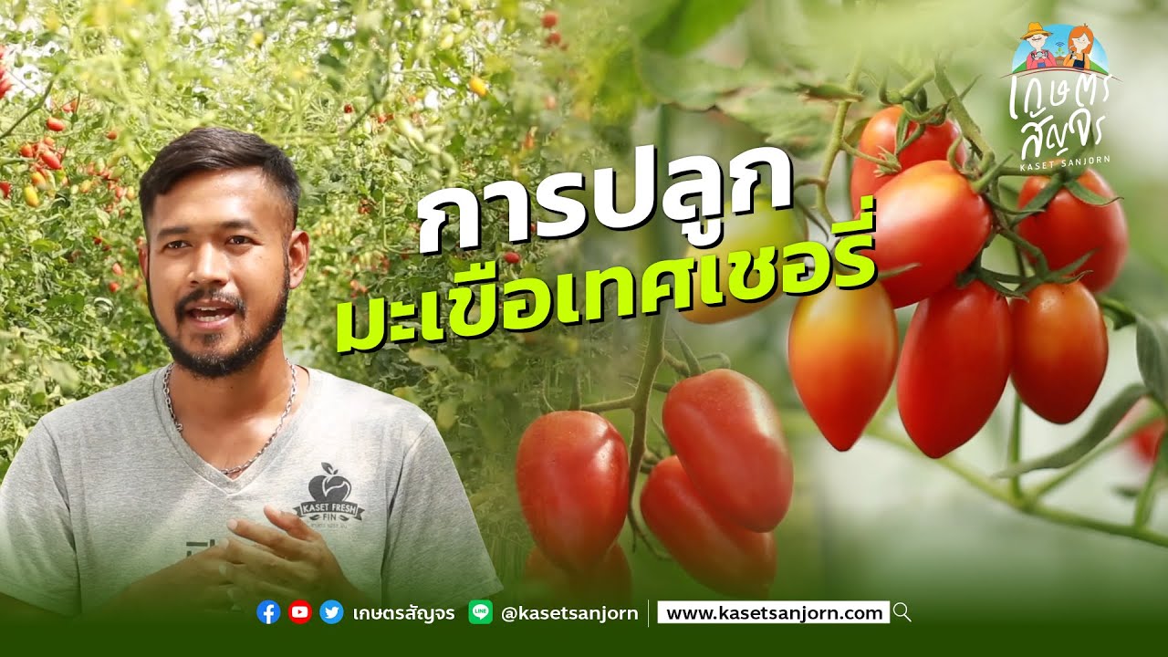 การปลูกมะเขือเทศเชอร์รี่ (Cherry Tomato) ฟาร์มมะเขือเทศเชอรี่แตะขอบฟ้าเกษตรกร - เกษตรสัญจร